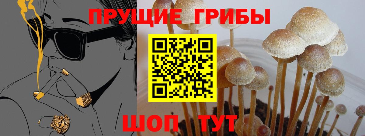 Богородицк  Псилоцибиновые грибы мухоморы  Вход с VPN 